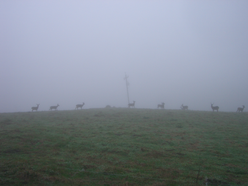  Deer peaking in the fog 