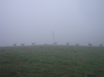 Deer in the fog  » Click to zoom ->