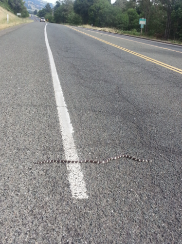  Why the snake crossed the road? 