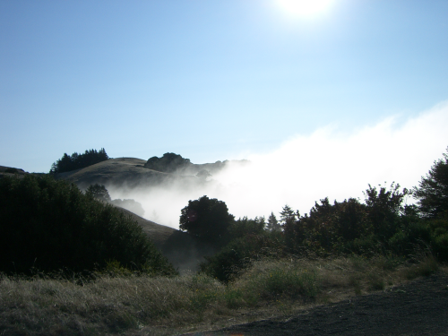   Mt Tam fog  