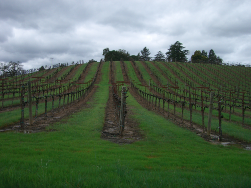  Green hills near Healdsburg 