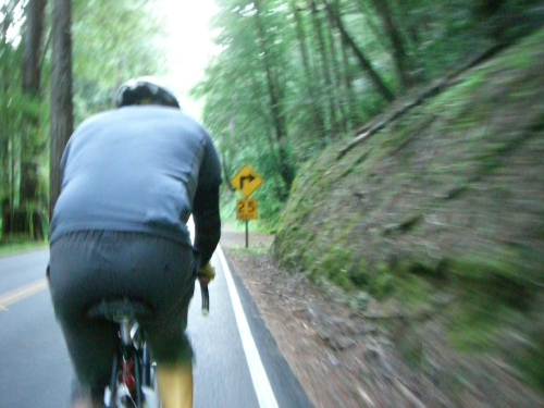   The lovely redwoods segment before hiting hwy 1  