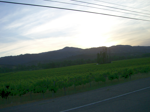   Morning light near Healdsburg  