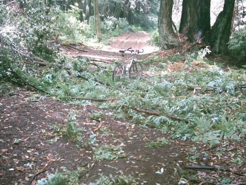 Tree debreis at Bolinas Ridge trail